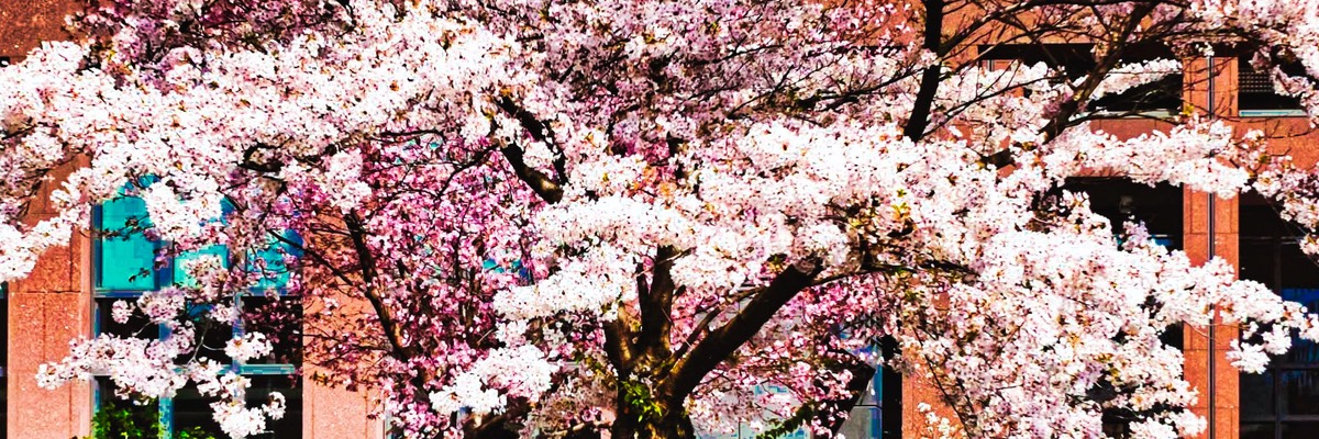 2019-03-31 Hanami Japan Center