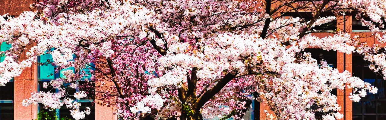 2019-03-31 Hanami Japan Center